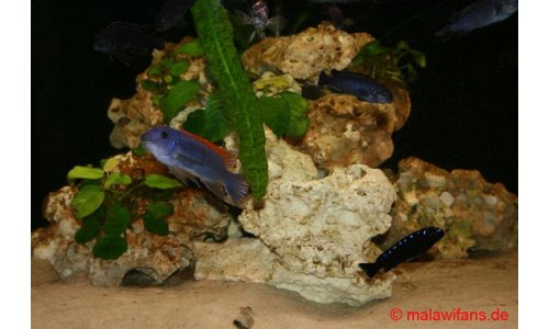 Malawi Deltabecken